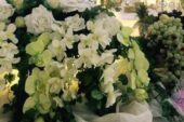 گل آرایی تالار عروسی گلوریا (سوخته سرایی)